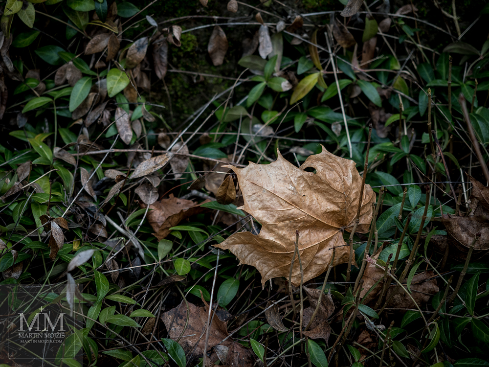 Suchý javorový list v trávě. Fotografie vytvořena objektivem Olympus 12 - 40 mm 2.8 Pro.